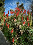 Image of candelabra aloe