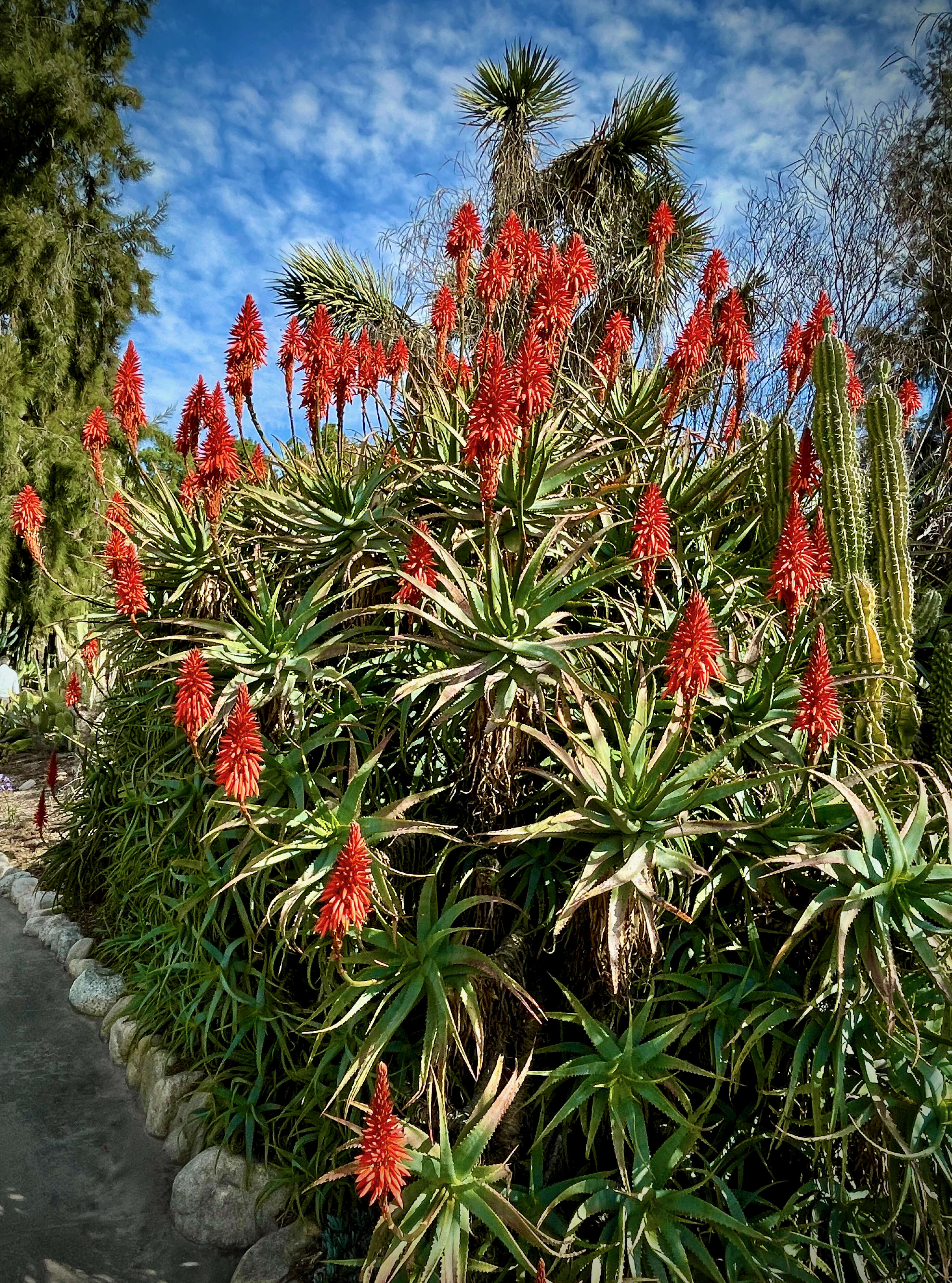 Image of candelabra aloe