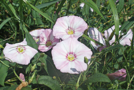 Image of Field Bindweed