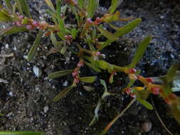 Image of Polygonum plebeium