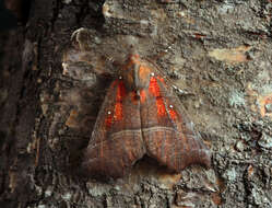 صورة Scoliopteryx Germar 1810