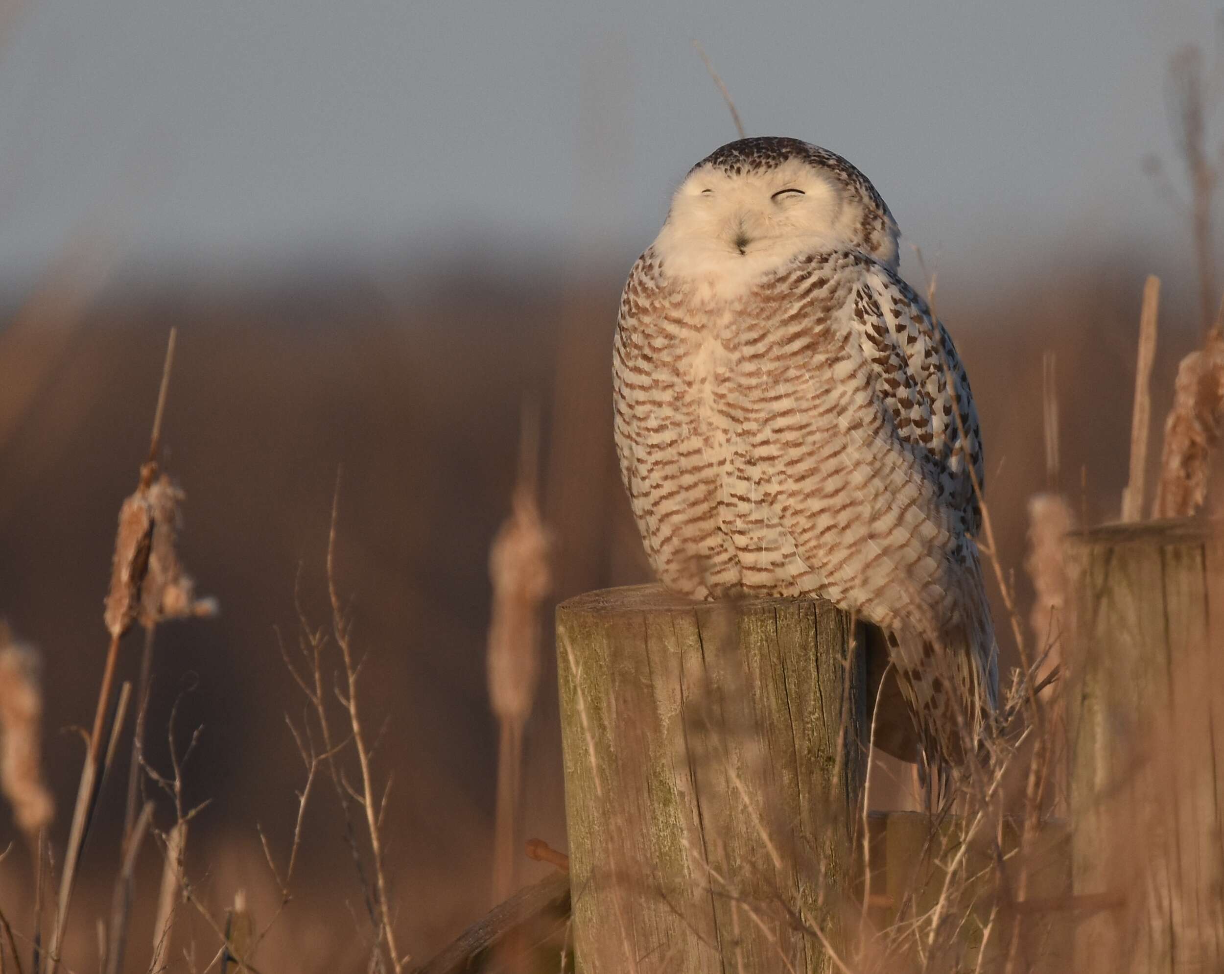 Imagem de Bubo scandiacus (Linnaeus 1758)