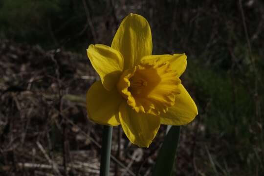 Image of jonquil