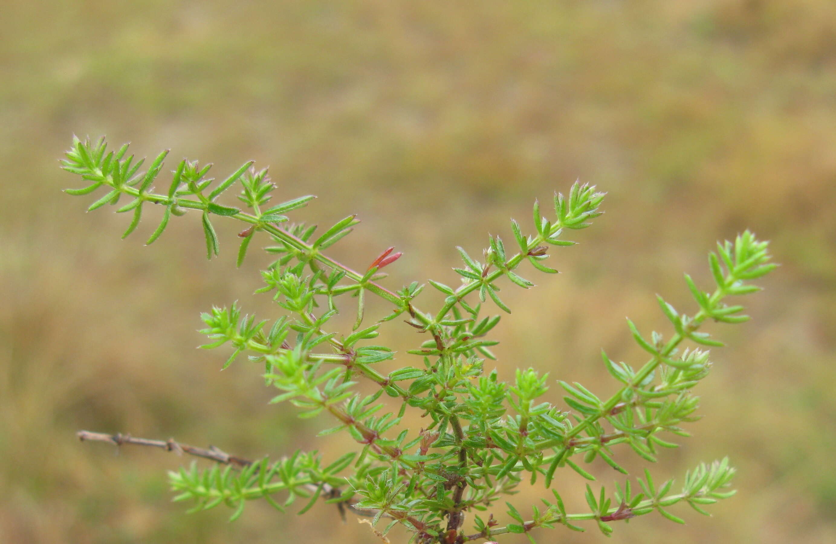 Image of Asperula conferta Hook. fil.