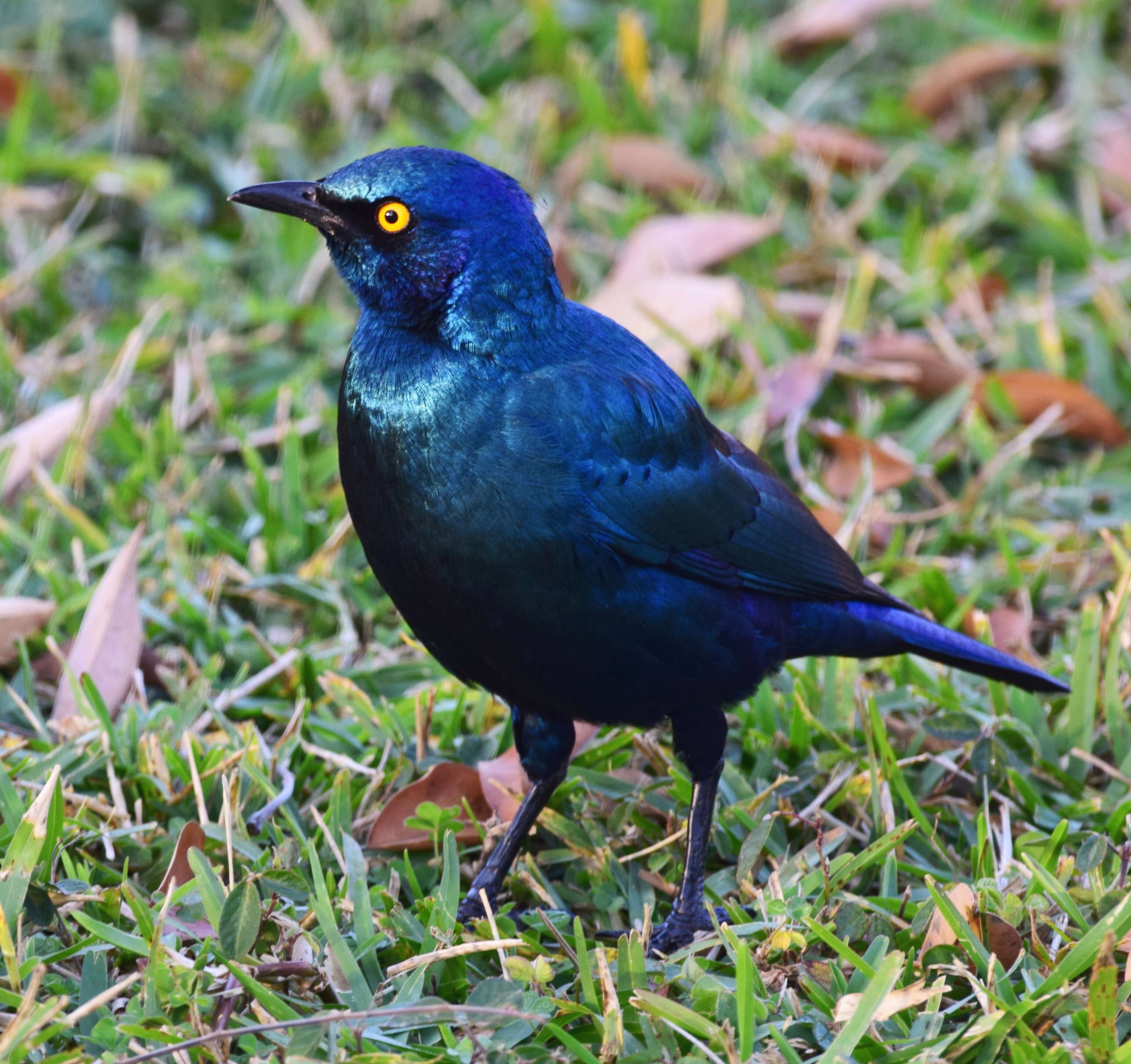 Image of Cape Glossy Starling