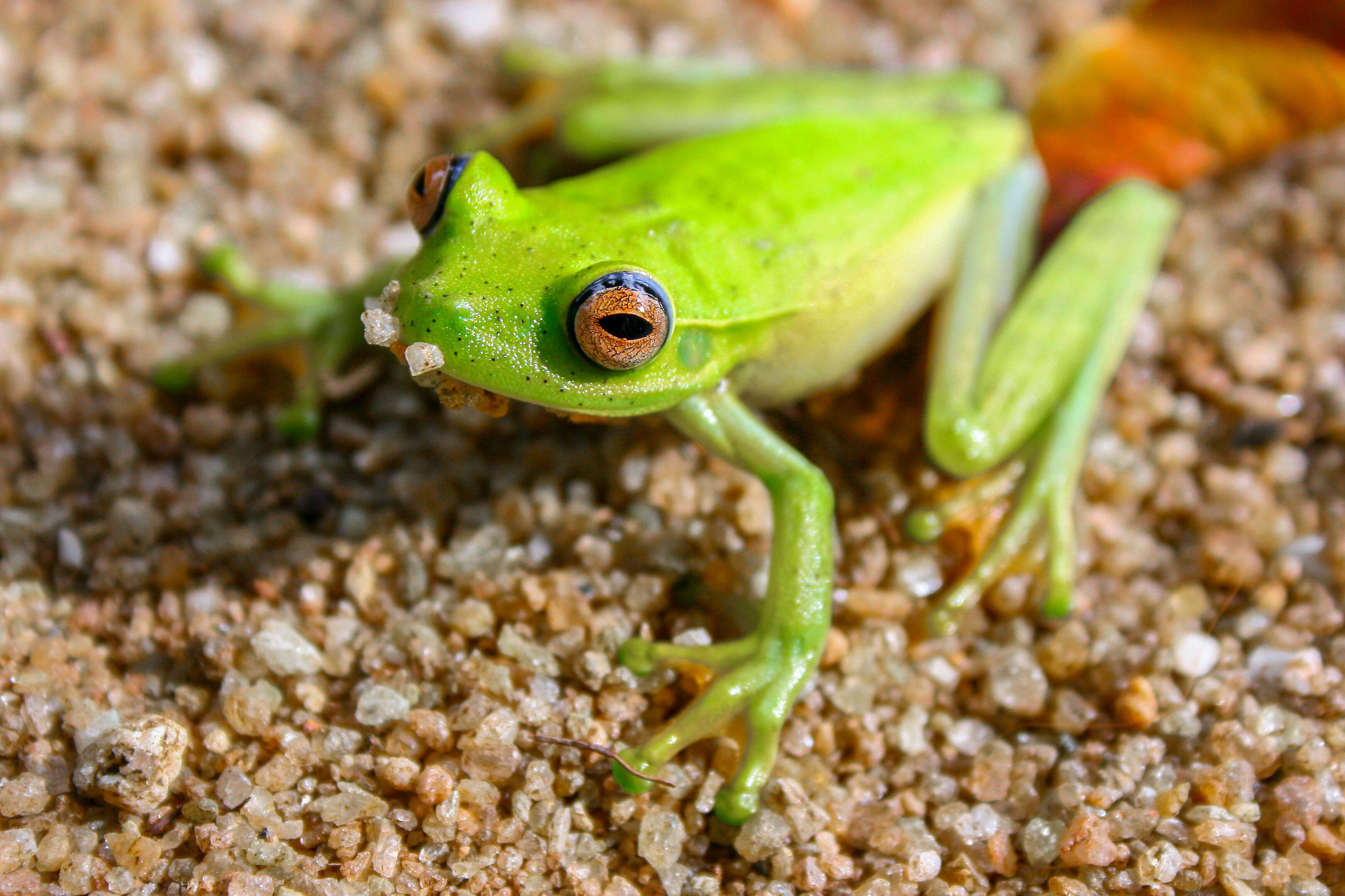 Image of Boana albomarginata