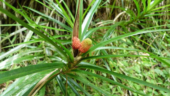 Image of Freycinetia excelsa F. Muell.