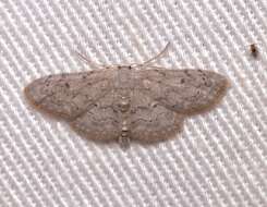 Image of Idaea violacearia Walker 1861