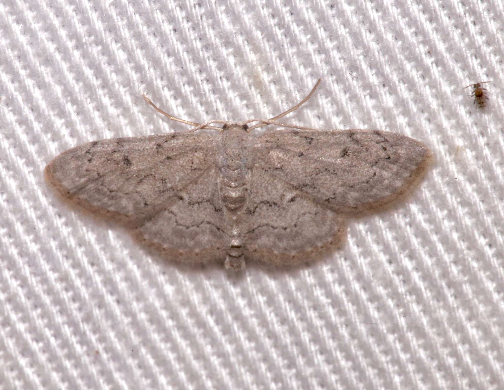 صورة Idaea violacearia Walker 1861