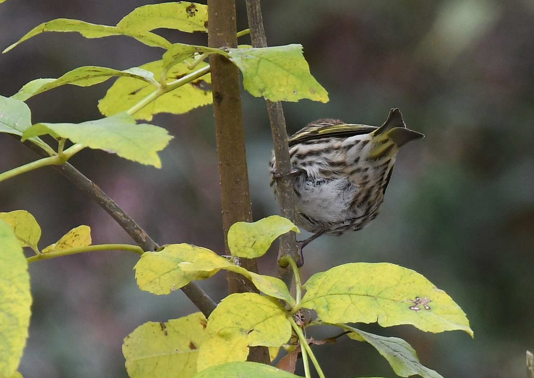 Image of Pine Siskin