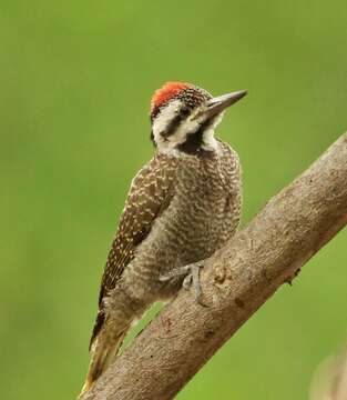 Image of Bearded Woodpecker