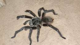 Image of Acanthoscurria