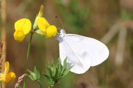 Image of Wood White