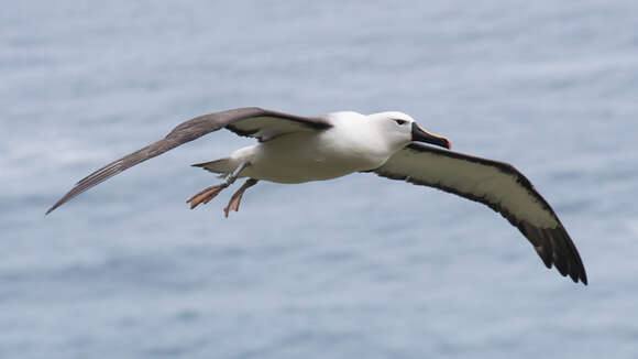 Image of Indian Yellow-nosed Albatross