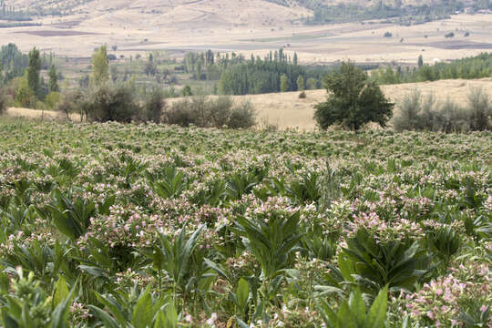 Image of cultivated tobacco