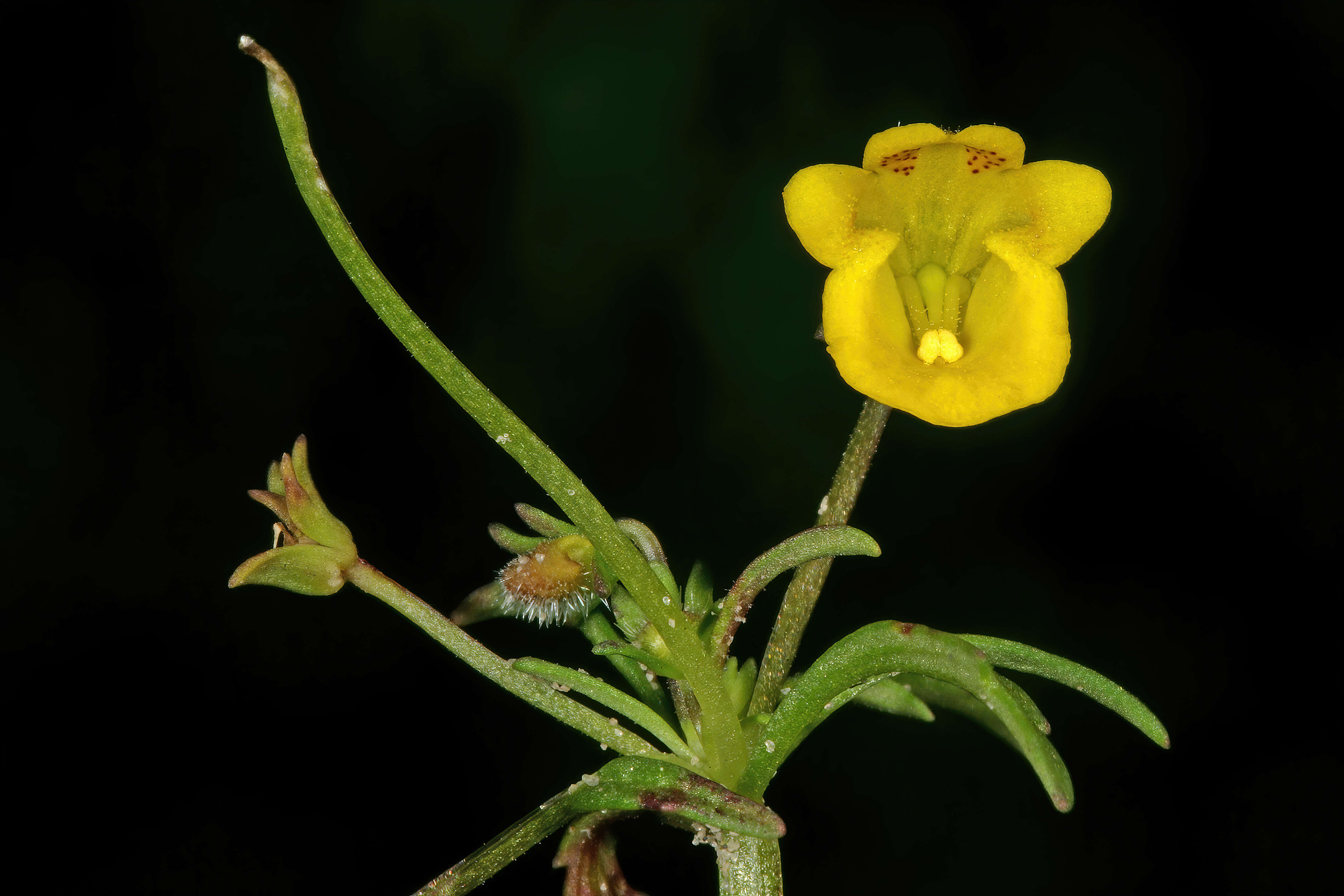 Imagem de Hemimeris sabulosa L. fil.