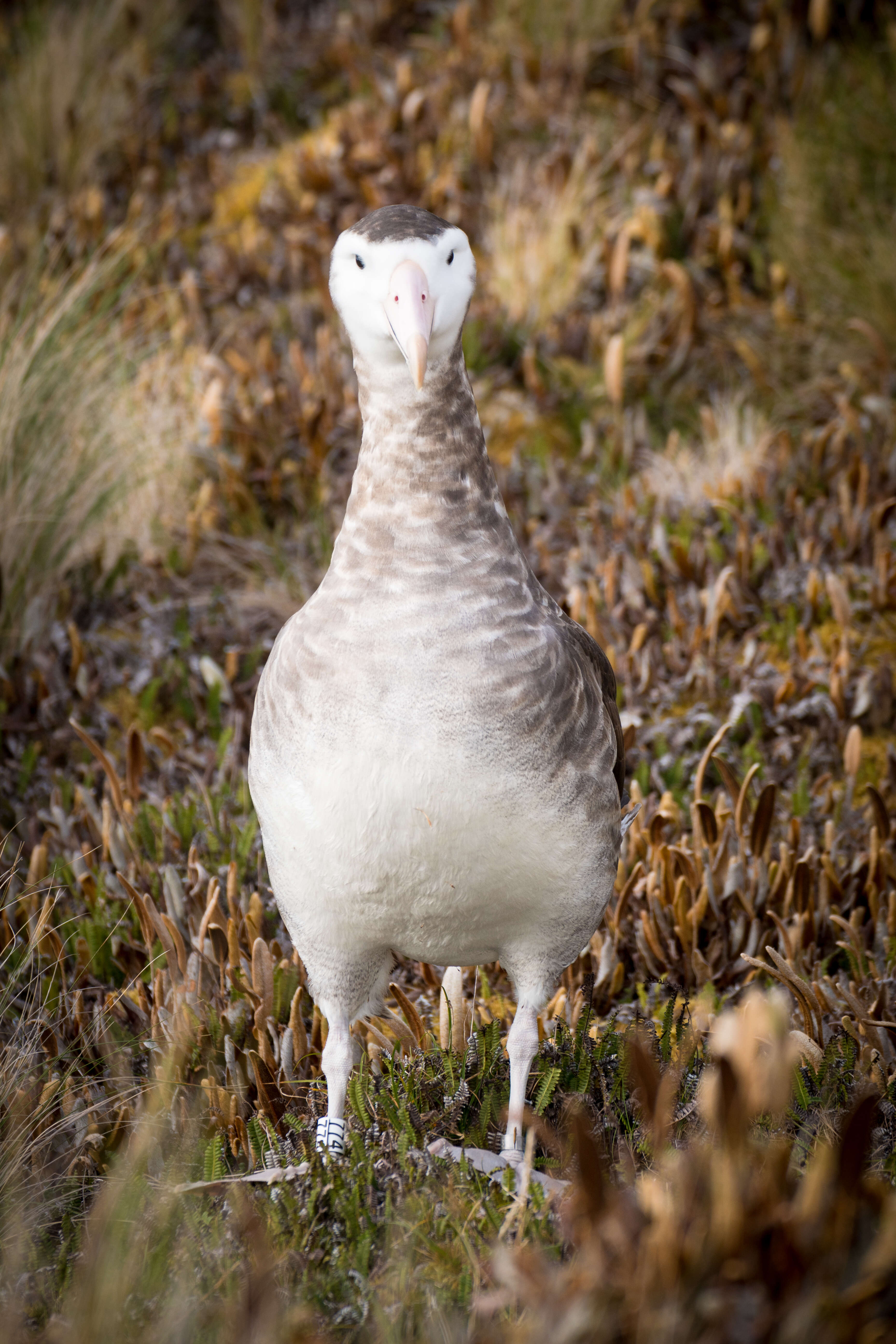 Image of Amsterdam Albatross