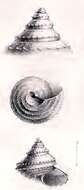 Image de Calliotropis mogadorensis (Locard 1898)