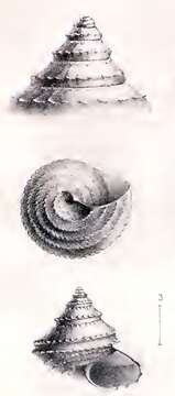 Image of Calliotropis mogadorensis (Locard 1898)