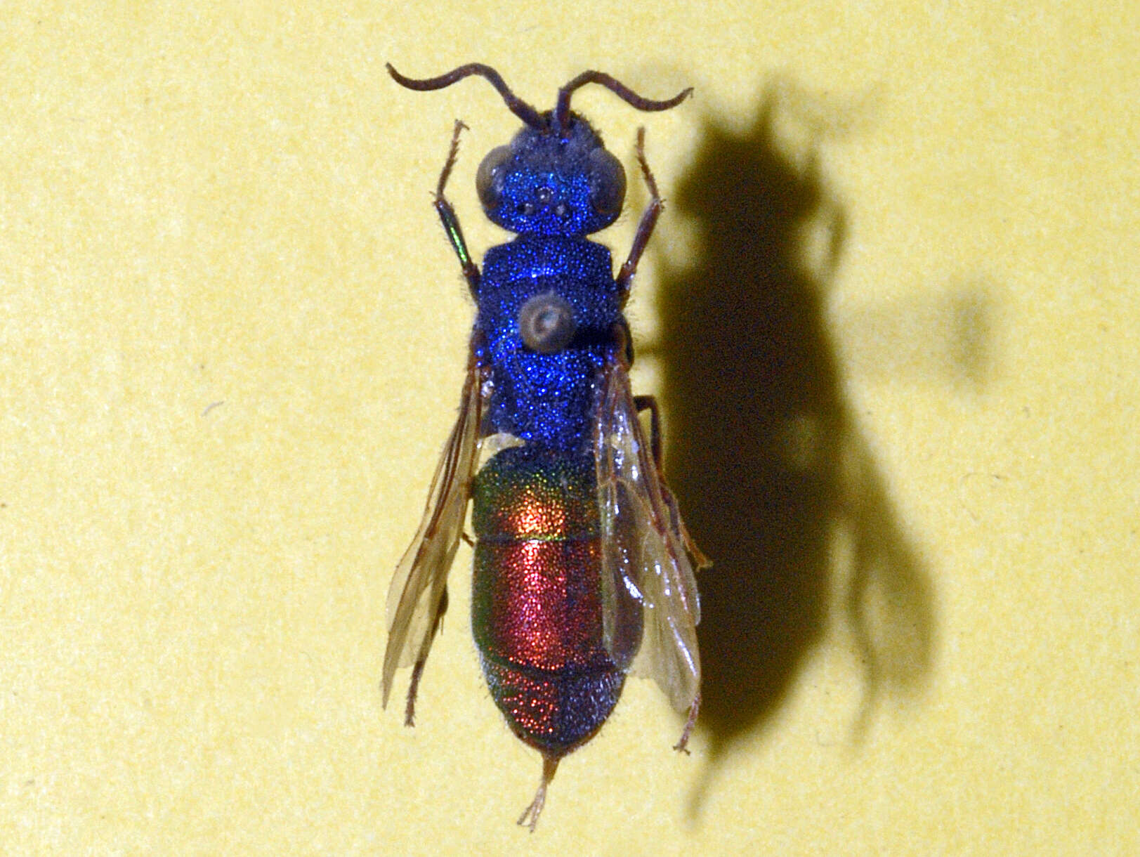 Image of Chrysura refulgens