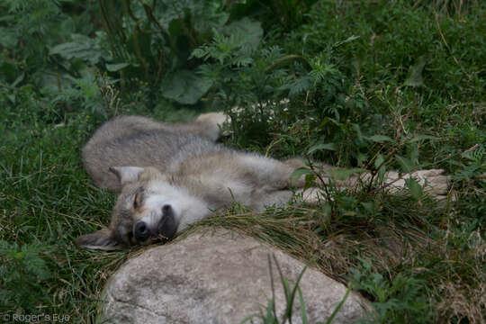 Image of gray wolf