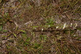 Image of Symphyotrichum estesii
