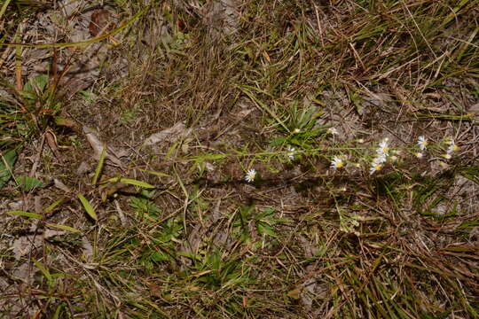 Image de Symphyotrichum estesii