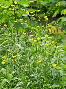 Image of common buttercup