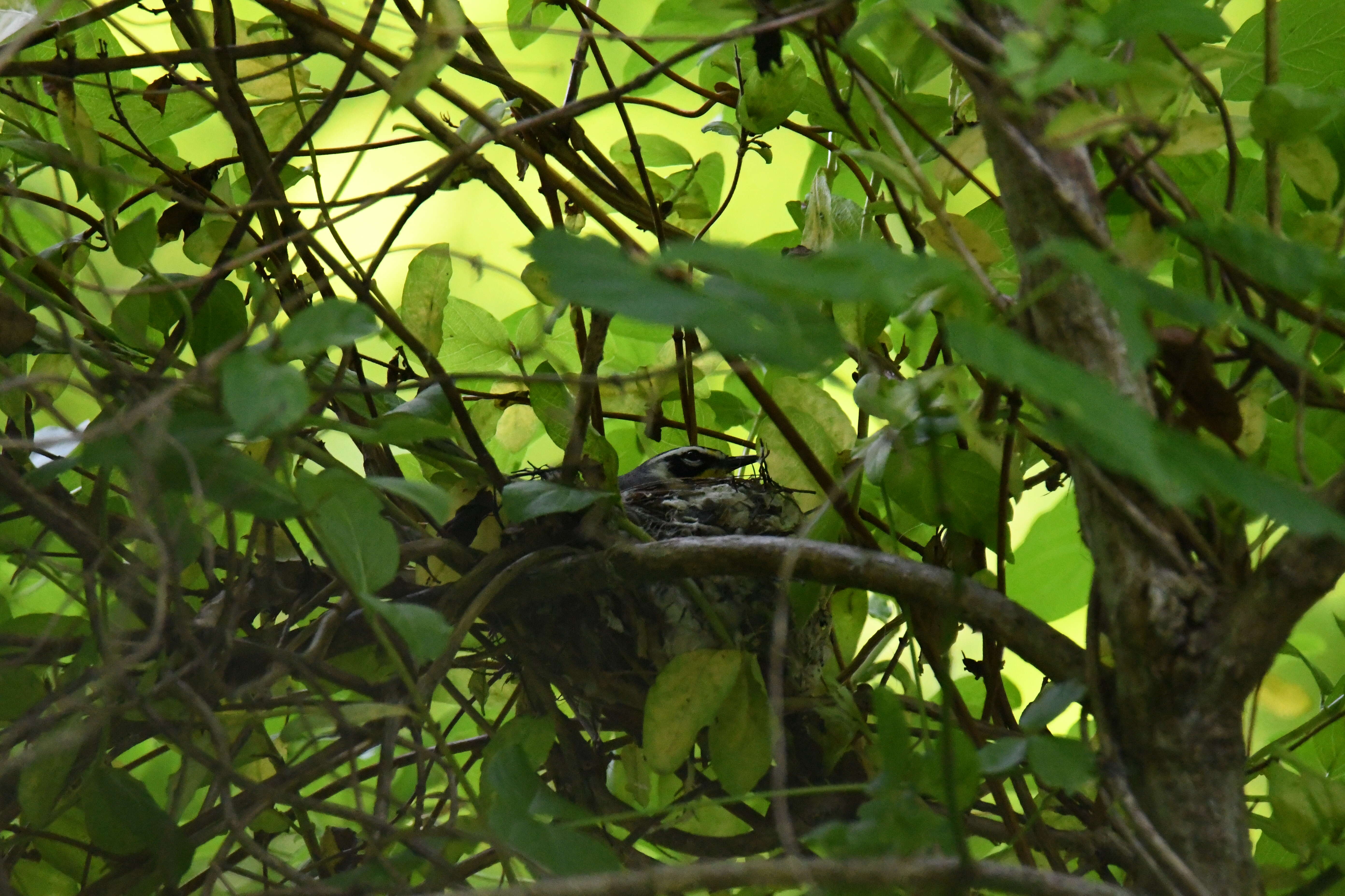 Setophaga dominica (Linnaeus 1766) resmi