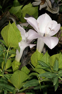 Imagem de Barleria greenii M. J. & K. Balkwill