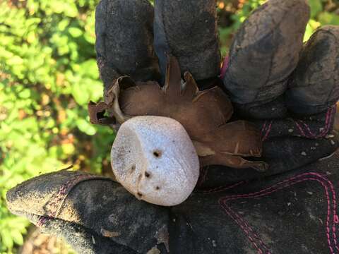 Image de Myriostoma coliforme (Dicks.) Corda 1842