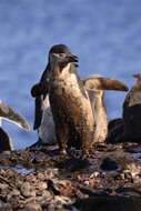 Image of Chinstrap Penguin