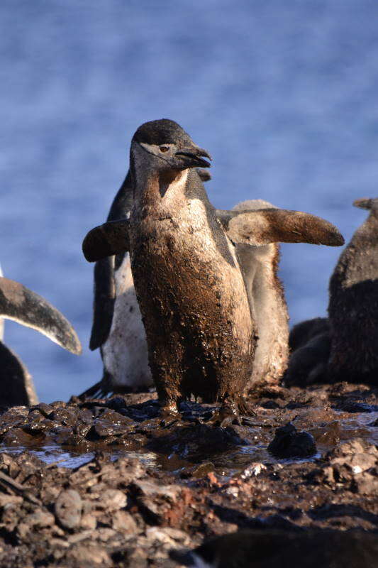 Image of Chinstrap Penguin