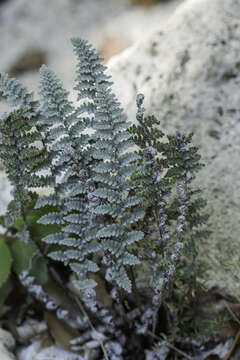 Image of Eaton's lipfern