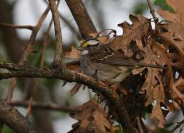 Image of White-throated Sparrow