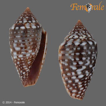Image of <i>Conus allamandi</i> (Petuch 2013)
