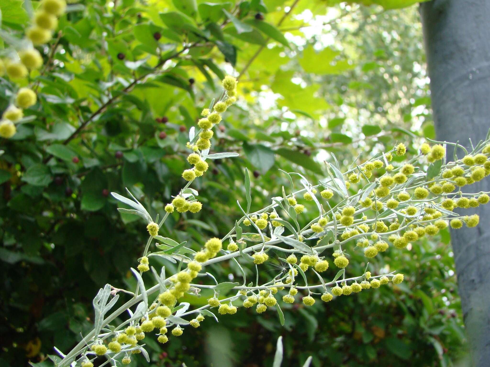 Image de Artemisia sieversiana Ehrh. ex Willd.