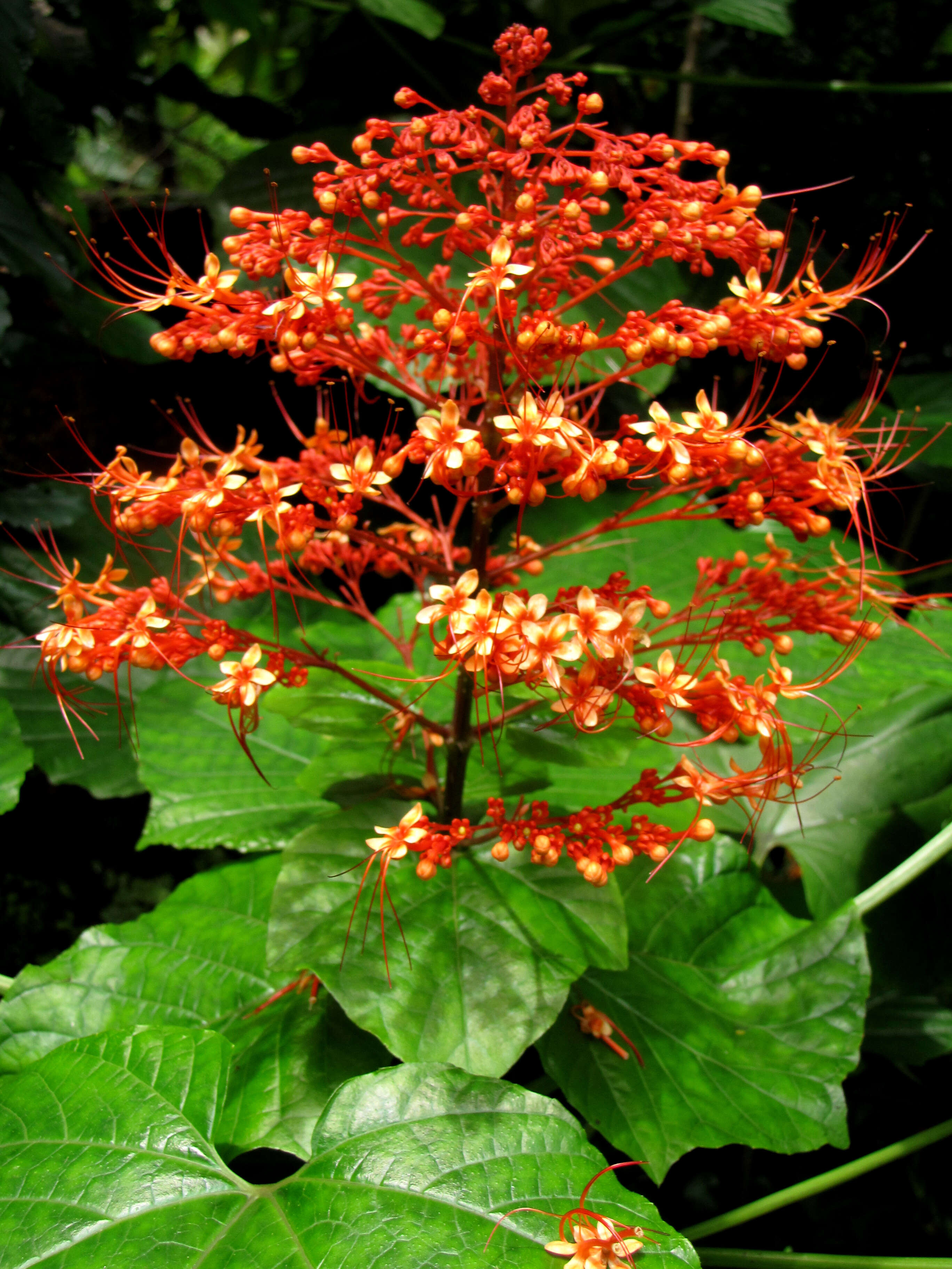 Imagem de Clerodendrum paniculatum L.