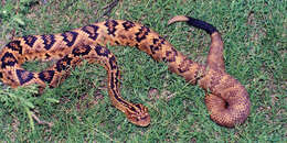 Image of Crotalus totonacus Gloyd & Kauffeld 1940