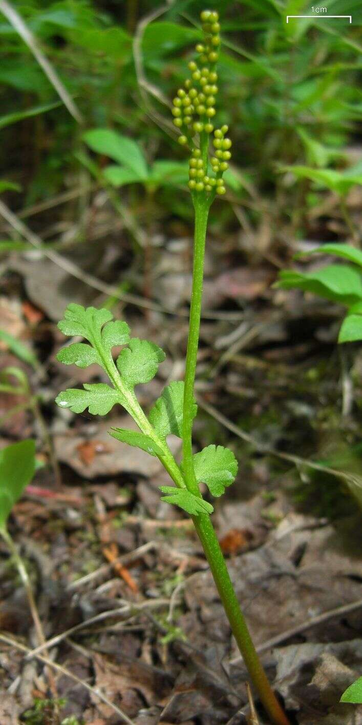 Image of northern moonwort