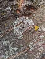 Image of rosette lichen