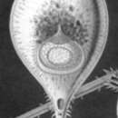 Image of Tuscaroridae