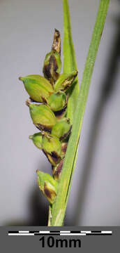 Image of carnation sedge