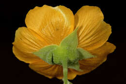 Image of Texas Indian mallow