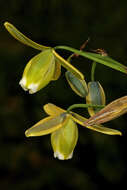 Image de Albuca cooperi Baker