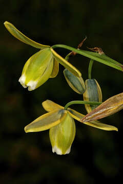 Image of Albuca cooperi Baker