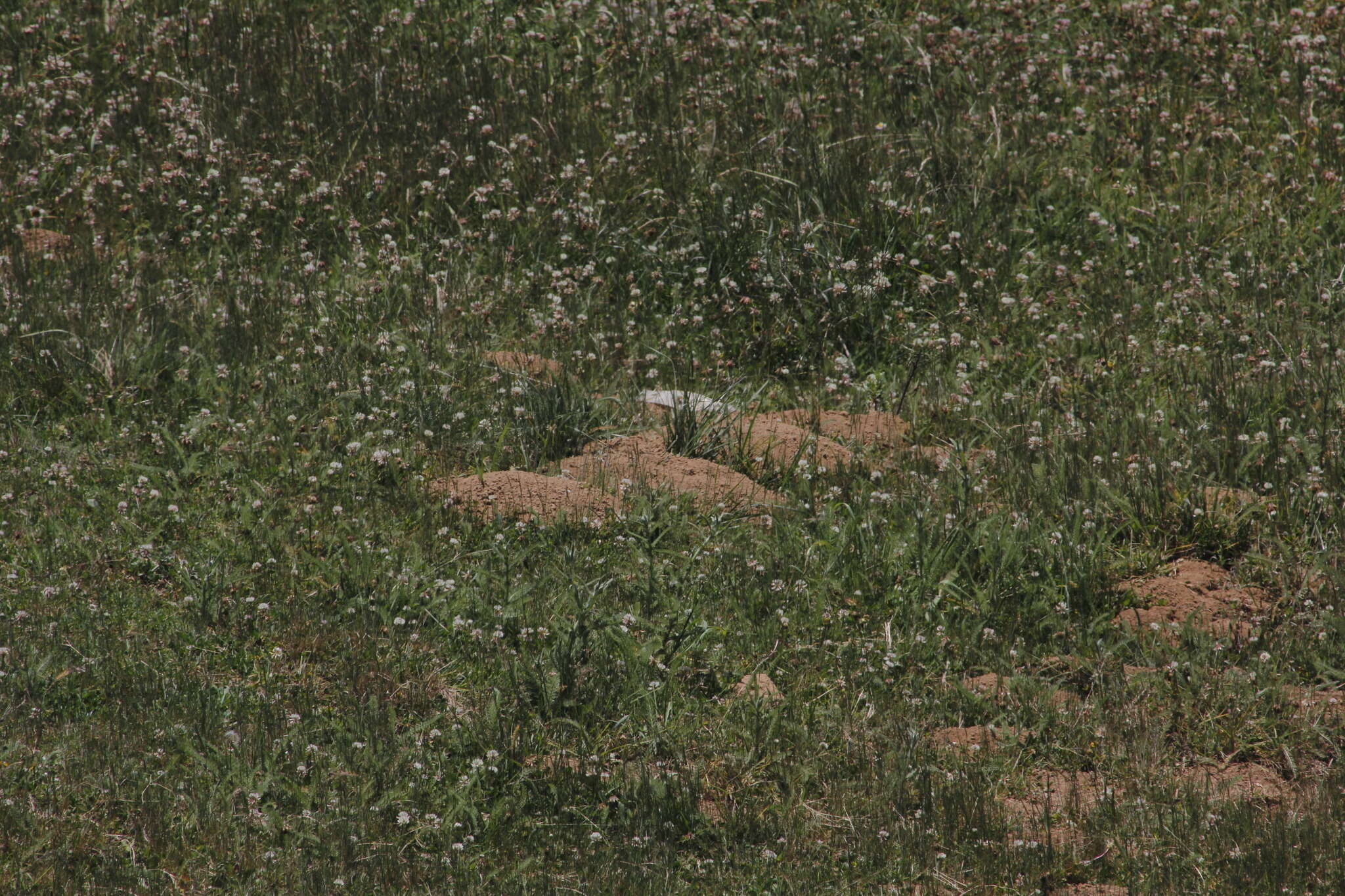 Image of Oriental Basin Pocket Gopher