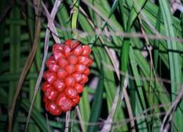 Image of Pandanus gemmifer