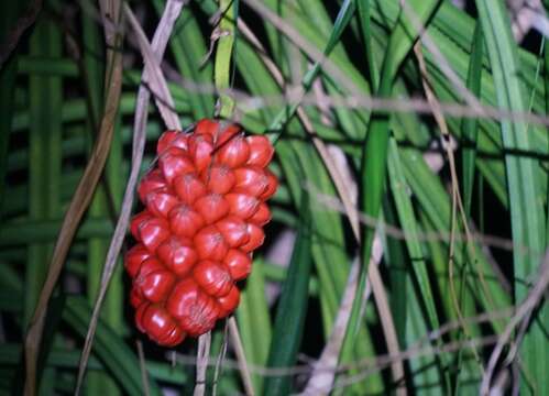 Image of Pandanus gemmifer