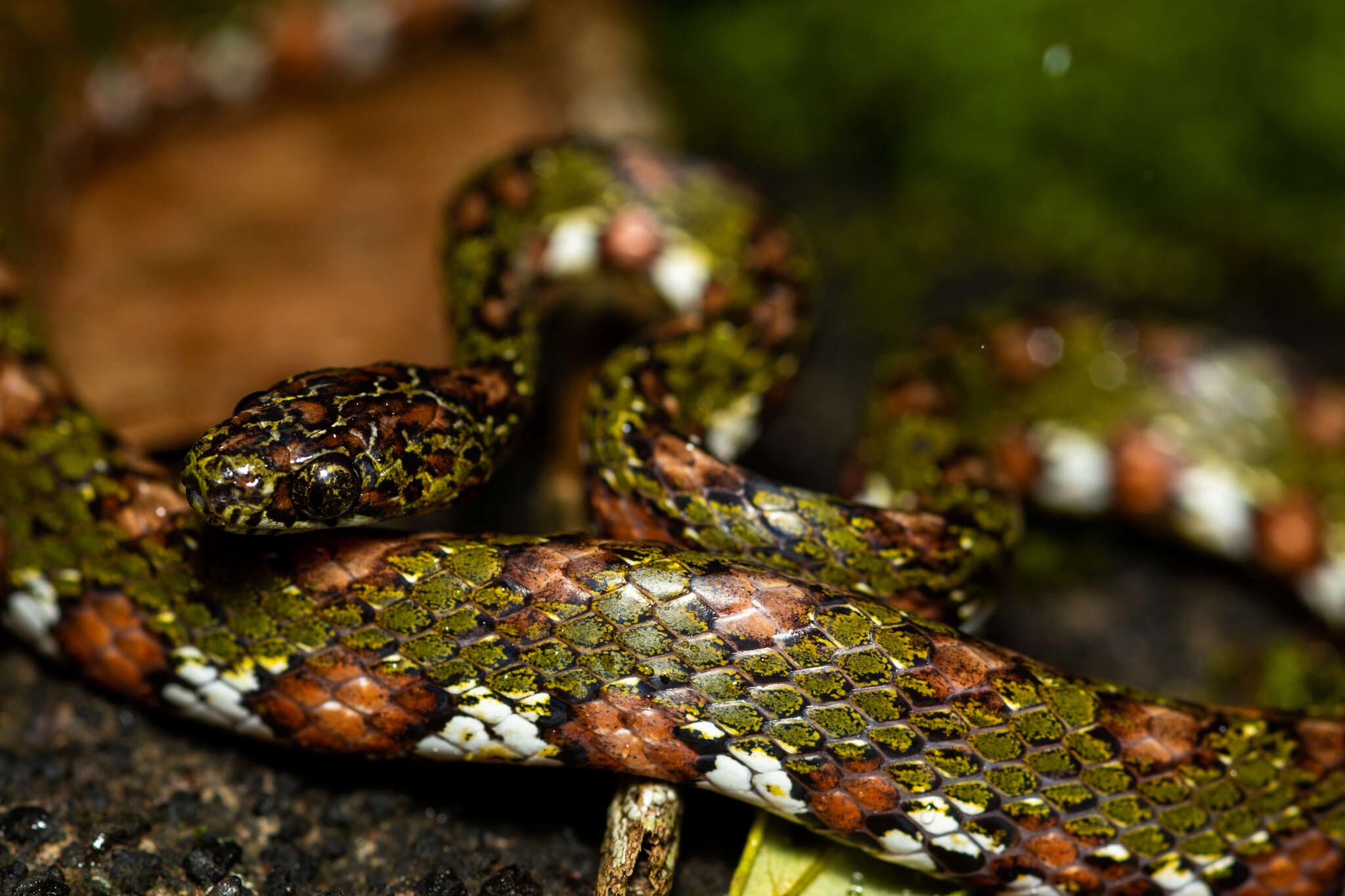 Image of Stejneger's Snail Sucker